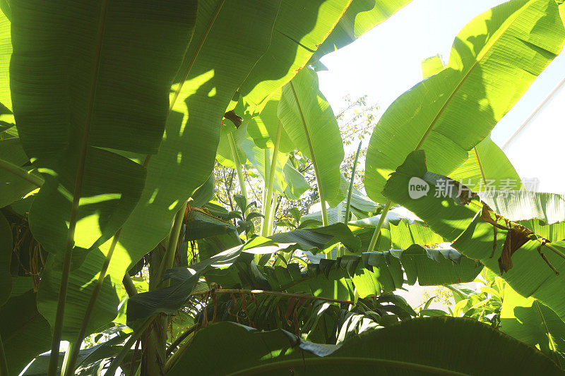 香蕉树，热带植物