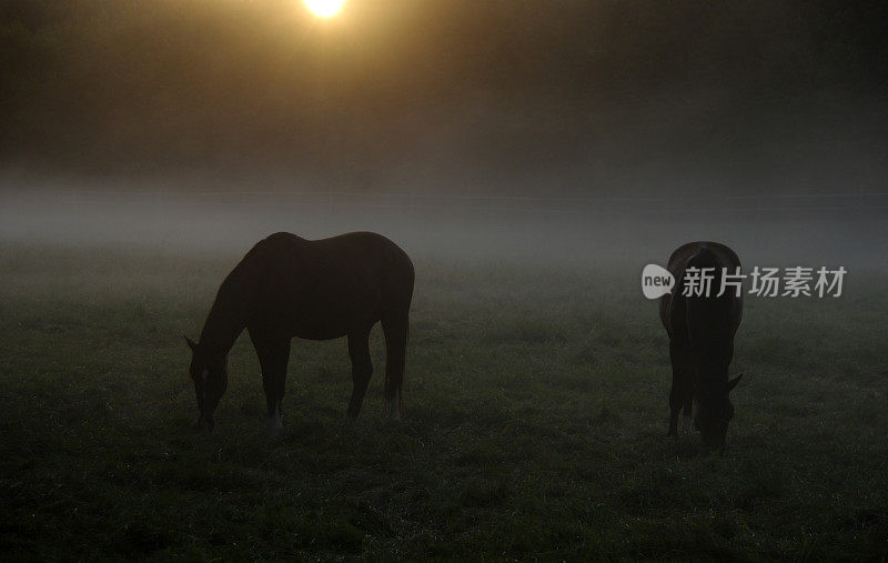 拂晓时正在吃草的马