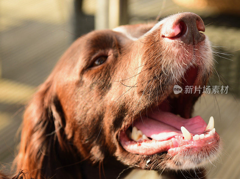 施普林格猎犬