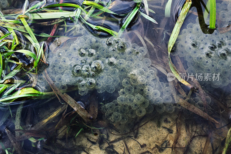 青蛙卵坐在池塘上面