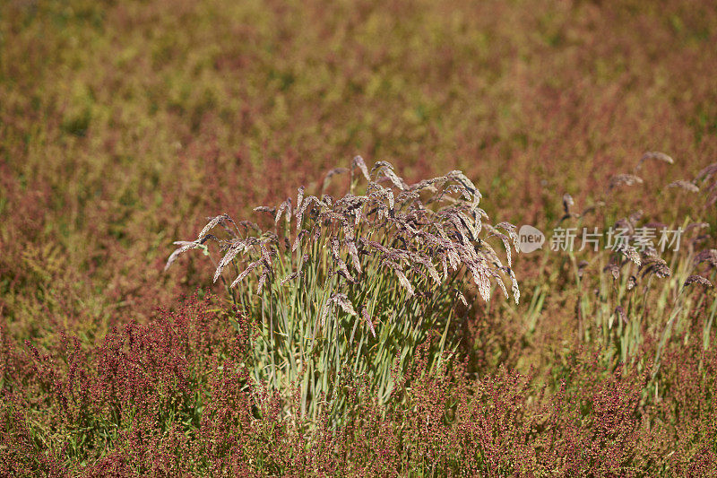 布里尔岛色彩鲜艳的草