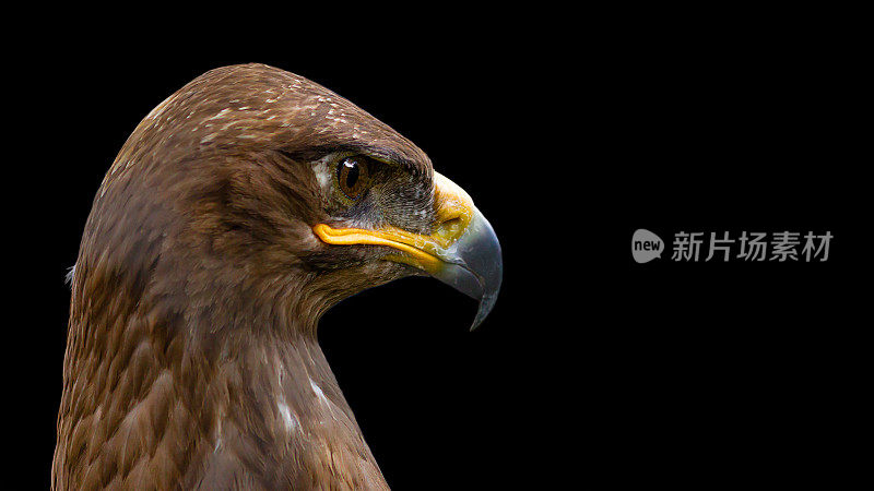 草原鹰，阿奎拉尼帕尔ensis，肖像在黑色的背景