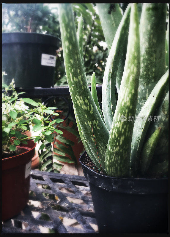 室内植物出售