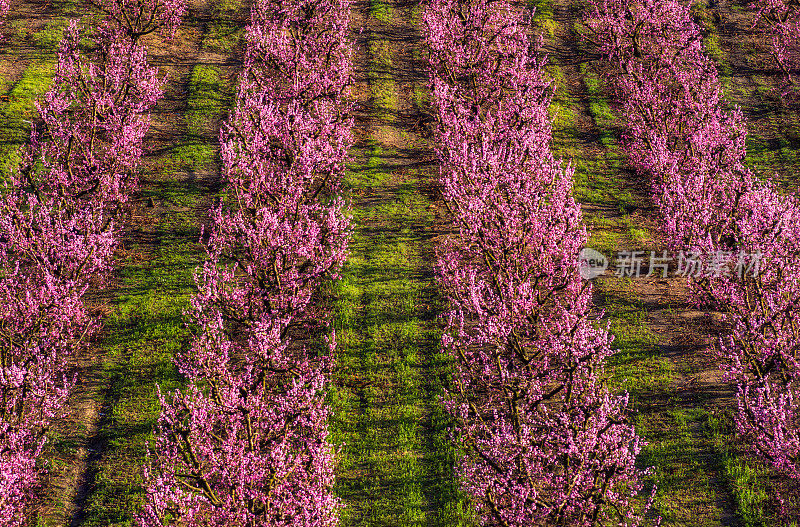 盛开的桃树在春天，在爱托纳，加泰罗尼亚，西班牙