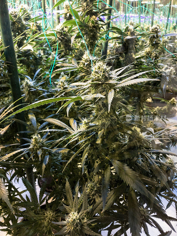 大麻种植与栽培