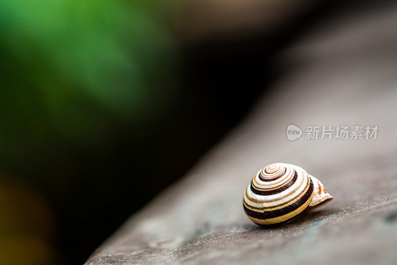 蜗牛的特写与丰富多彩的散景背景