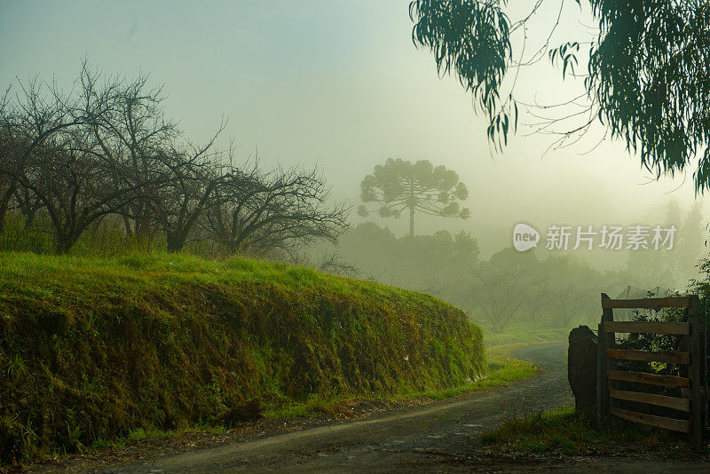 巴西圣卡塔琳娜乌鲁比西种植苹果和李子