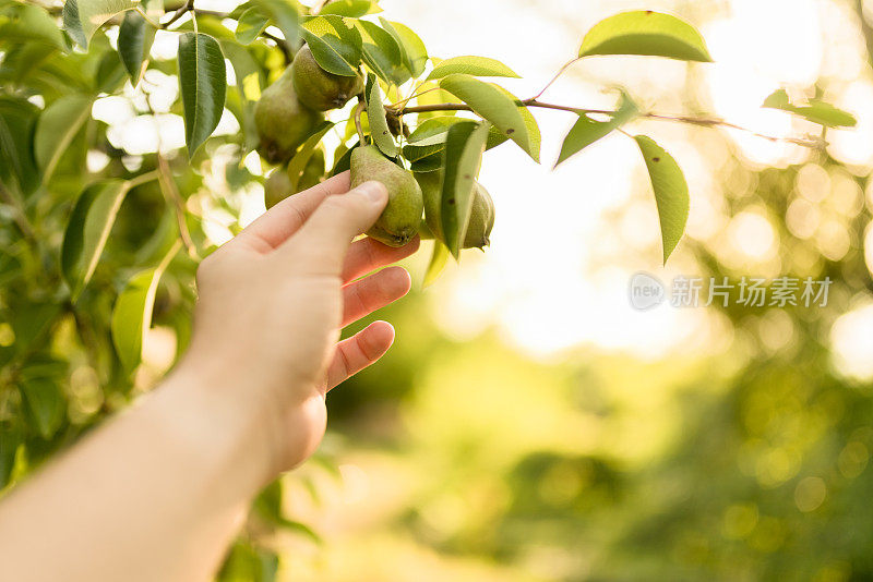 从树的角度摘梨