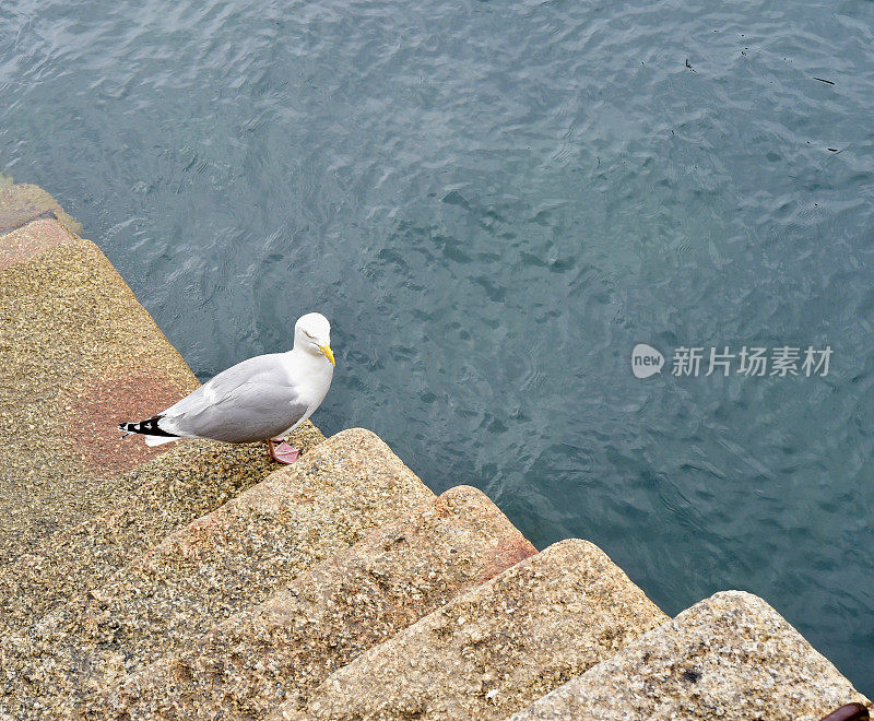 海鸥