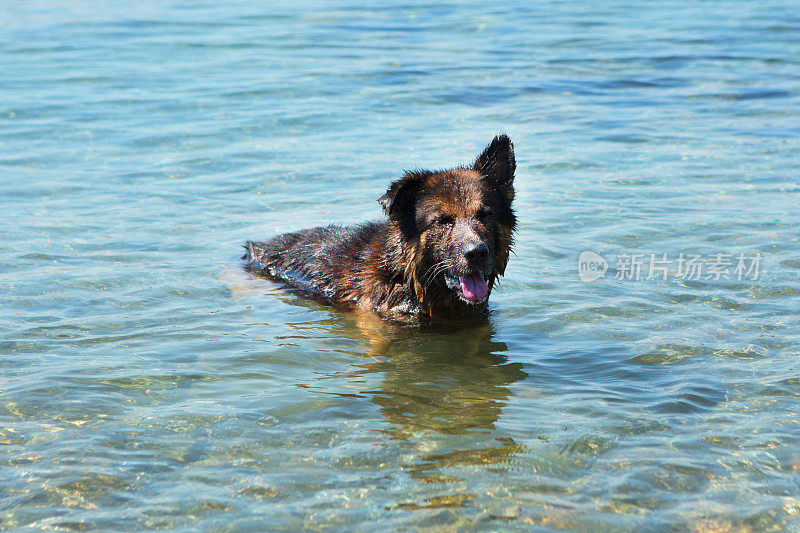 狗在海里游泳。阳光明媚的夏天。

照片
狗在海里游泳。