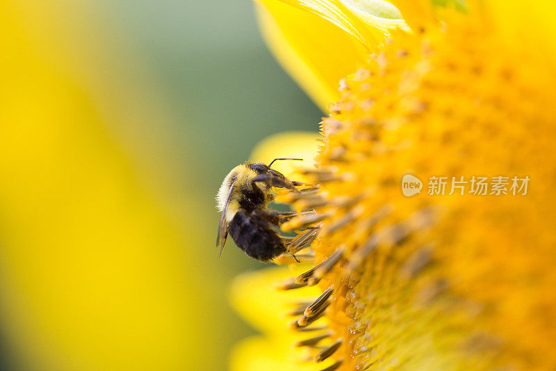 蜜蜂在向日葵上采集花粉。