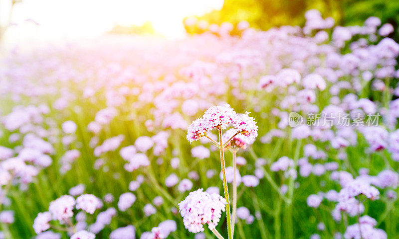 公园里的马鞭草花圃