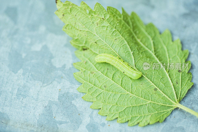 荨麻叶上的绿毛虫