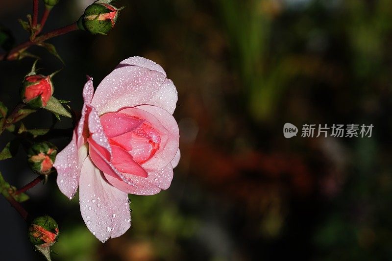 罗莎狗后雨特写。