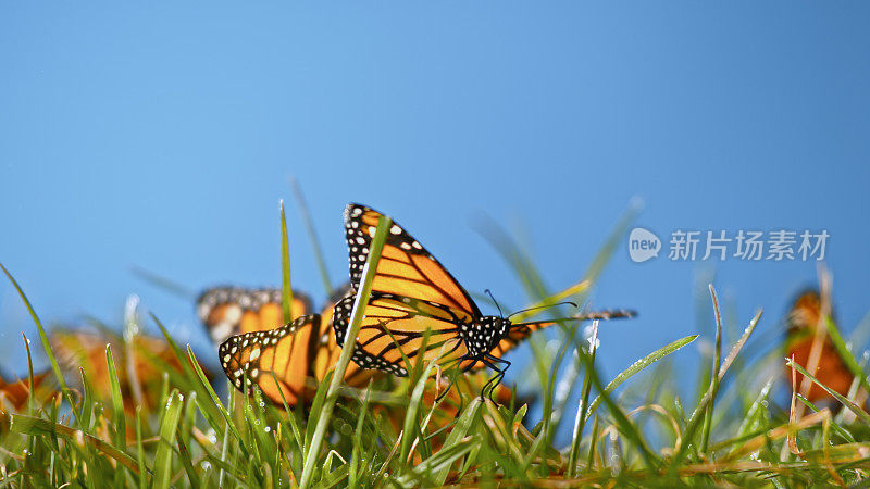 蝴蝶在草地上
