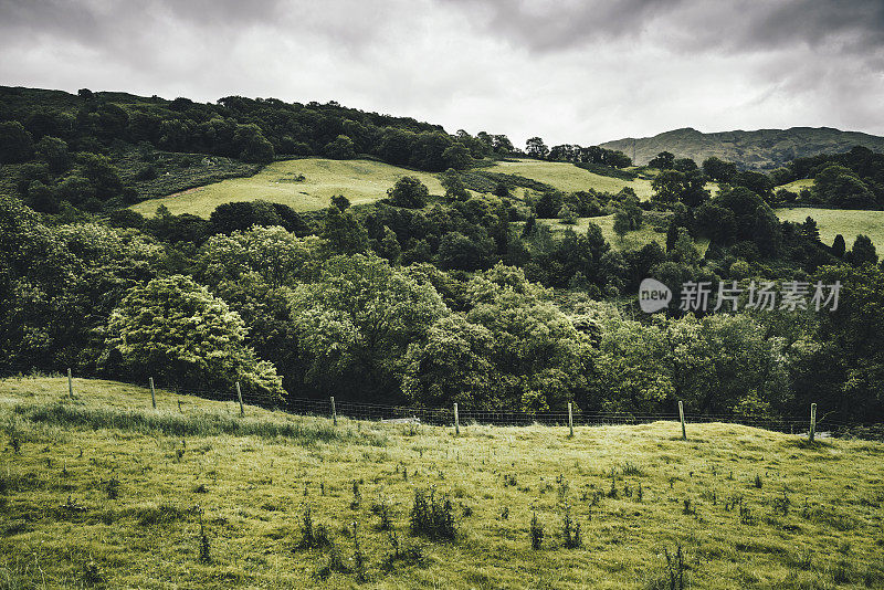 草地、山丘和树木