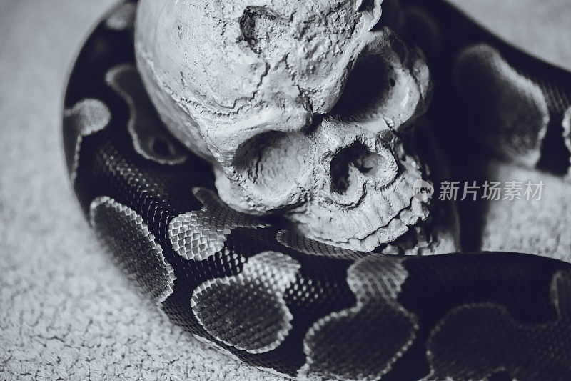 蛇和人的头骨