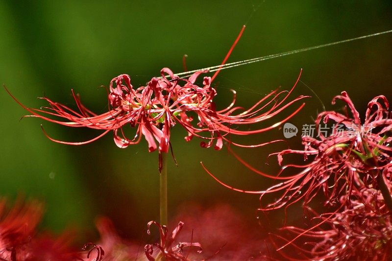 蜘蛛百合花，日高市，日本