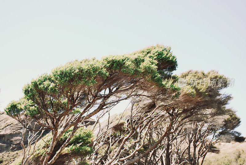 风形成的卡努卡树