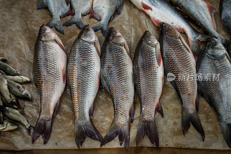 印度当地市场上出售的各种鱼类