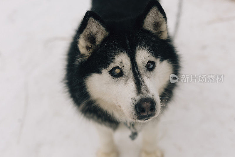 盲目的雪橇狗