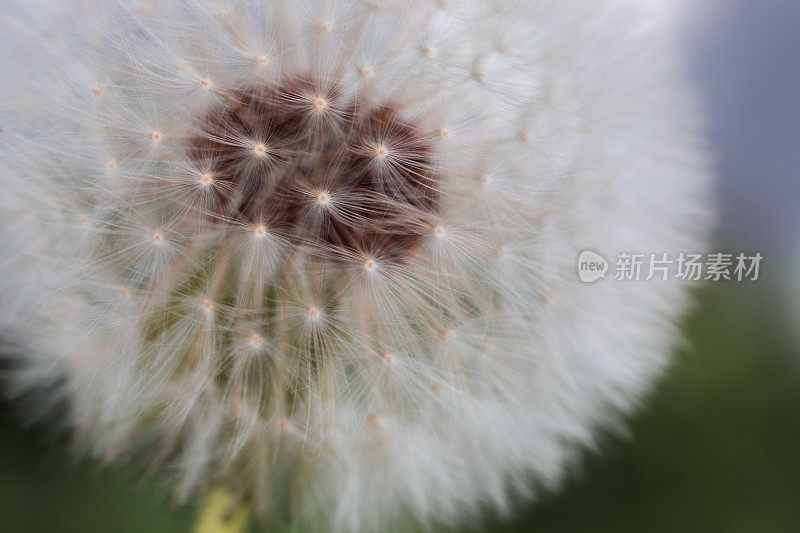 花园里的蒲公英花和种子的微距图像