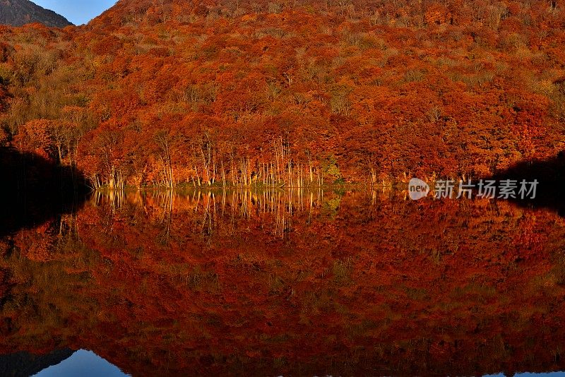 日本东北部和田市秋季沼泽的光影