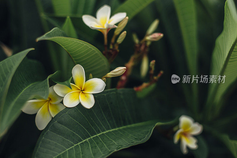 白鸡蛋花属热带花卉