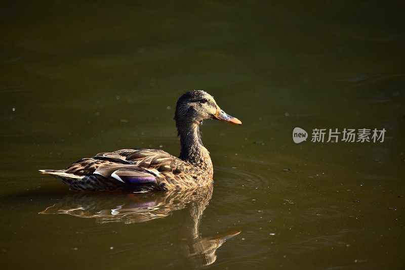 女性野鸭肖像