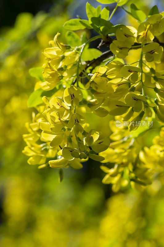 金链金链观赏灌木，枝头开花，开花小乔木，花向阳黄花鲜艳