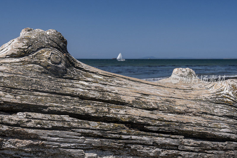 皮吉特湾岸边浮木的特写镜头