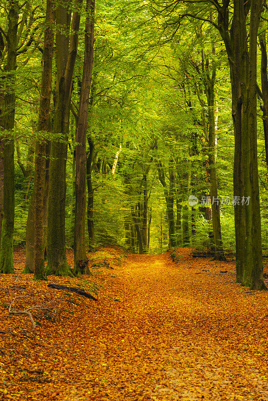 树叶覆盖的小路穿过山毛榉森林