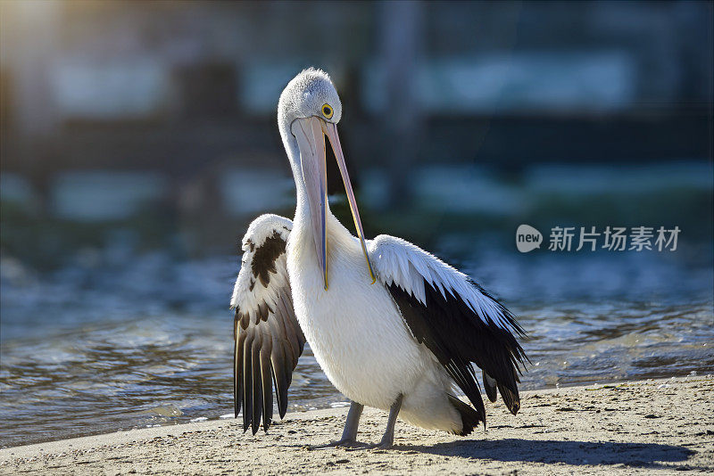 澳大利亚鹈鹕(鹈鹕)