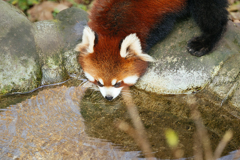 小熊猫饮水