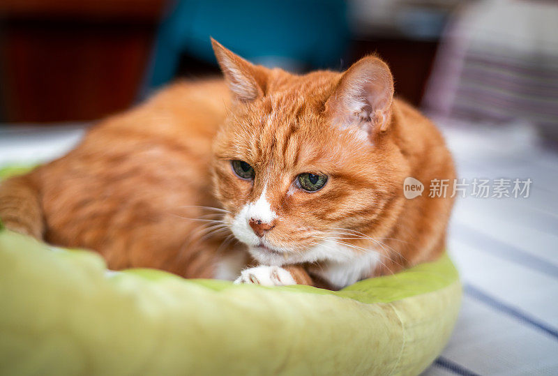 姜猫多年在床上裹着毯子。舒适的家和放松的概念