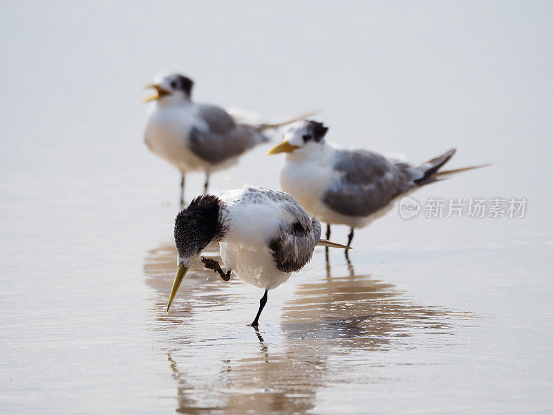 冠燕鸥-沃特哥斯海滩