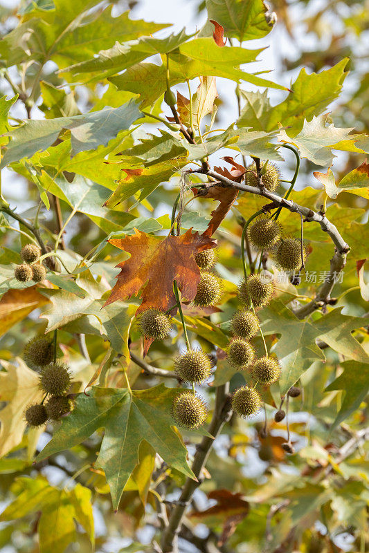 秋天梧桐树的叶子和种子变黄。悬铃树