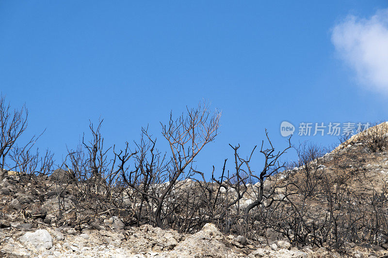 蔚蓝的天空衬托着被烧毁的林地里的许多树木