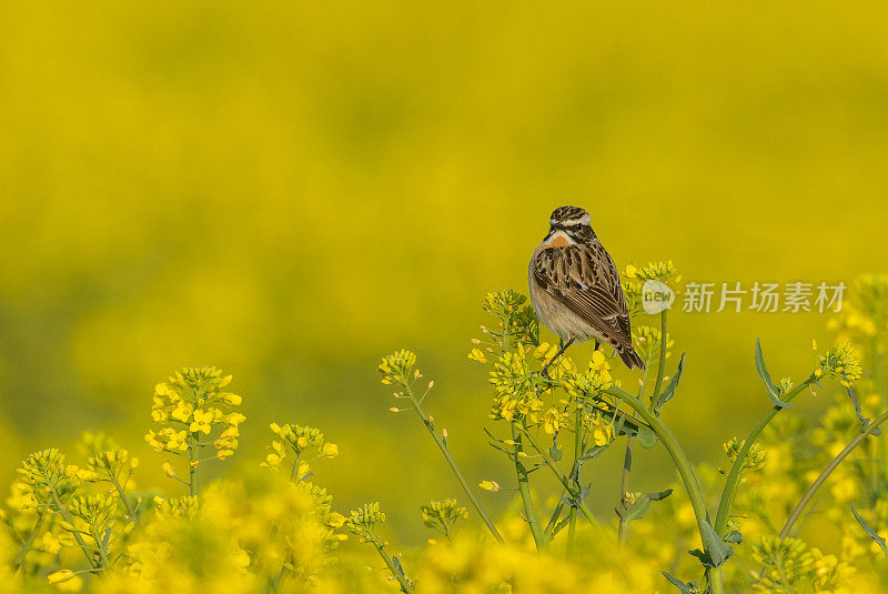 雄性野翁之类