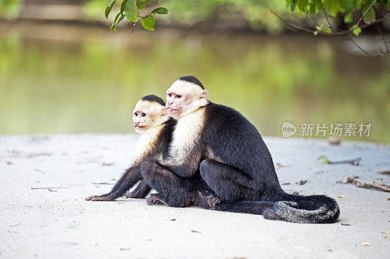 警觉的白脸或卷尾猴对，曼纽尔安东尼奥国家公园，哥斯达黎加