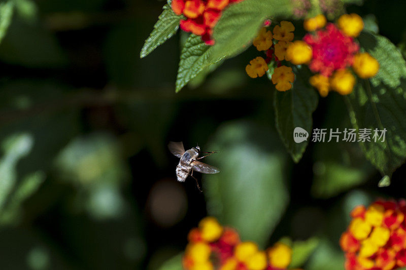 兰塔纳花与飞行中的蜜蜂