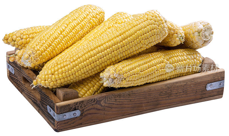 新鲜的生玉米芯在棕色木盒孤立的白色背景
