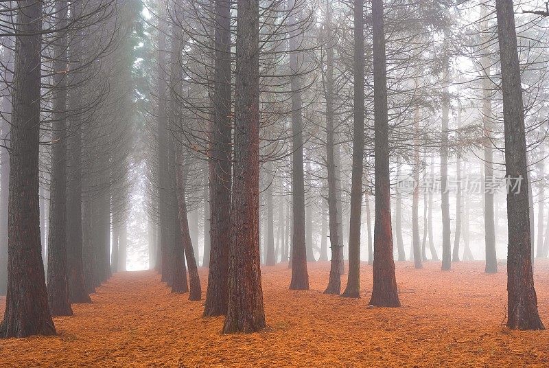秋天的松树林中一片薄雾