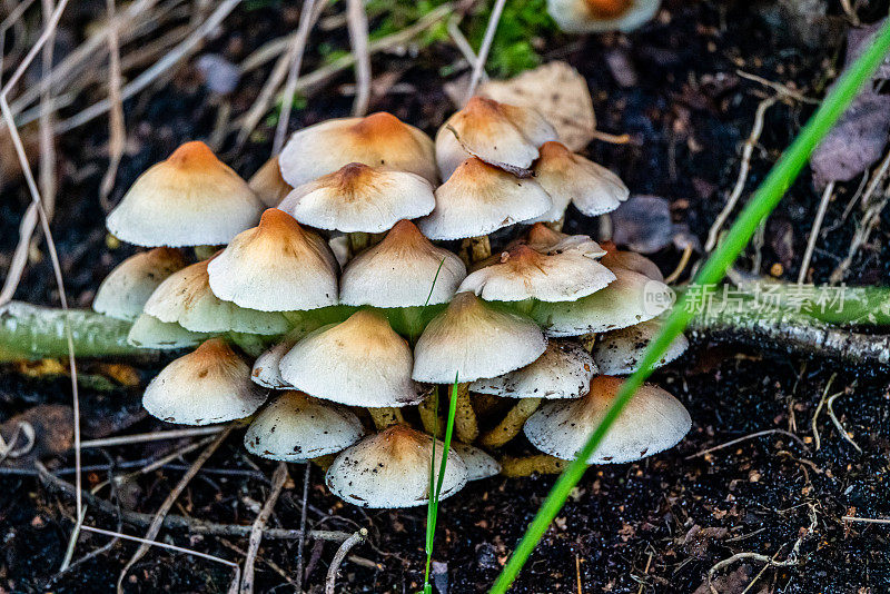 改变pholiota