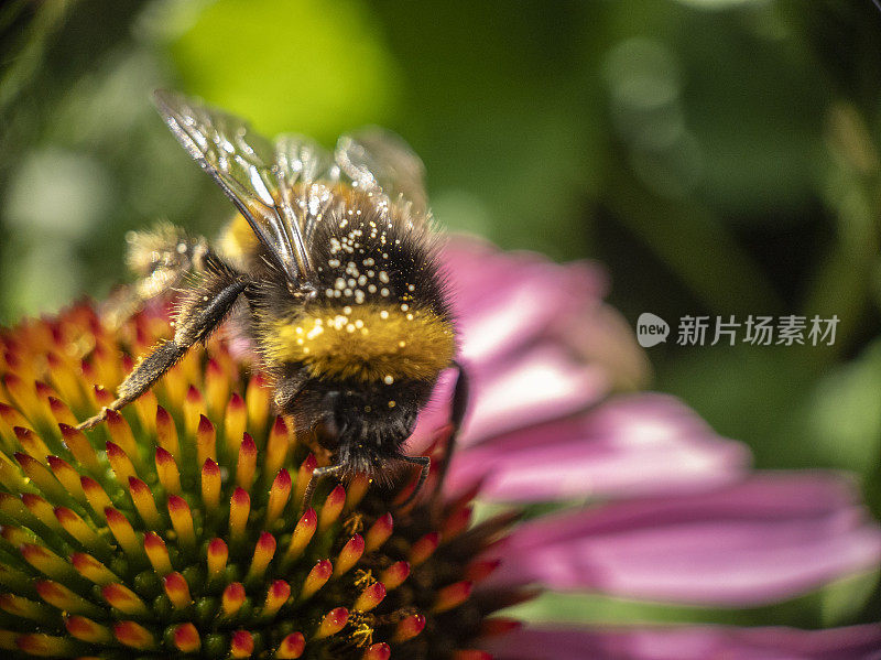 大黄蜂在松果菊