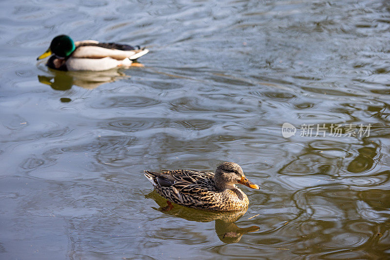 一对绿头鸭在池塘里游泳