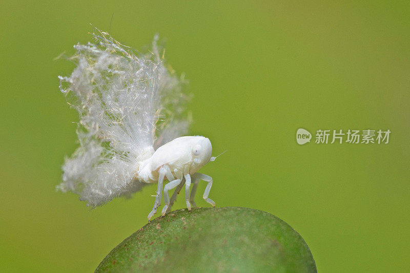 蚜虫对动植物昆虫行为的影响。