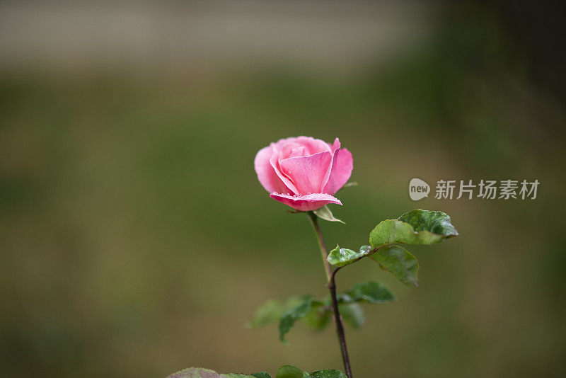 红粉红的玫瑰在雨后绽放