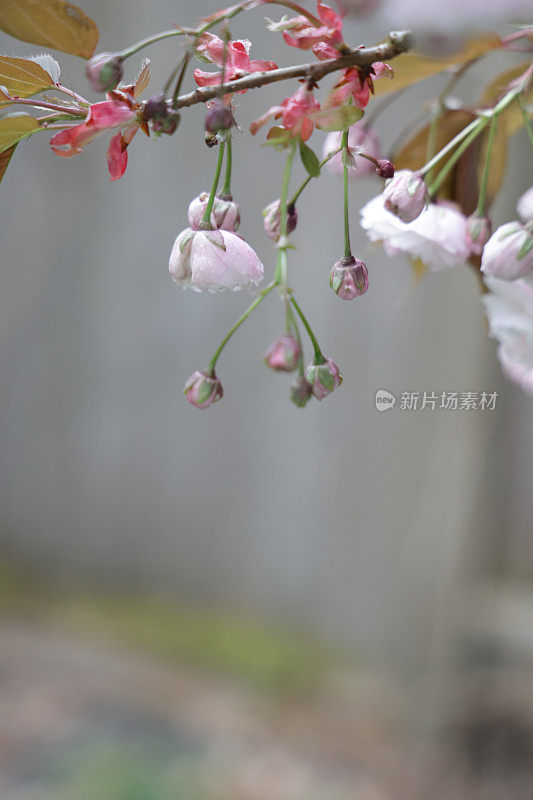 樱花在春天开花