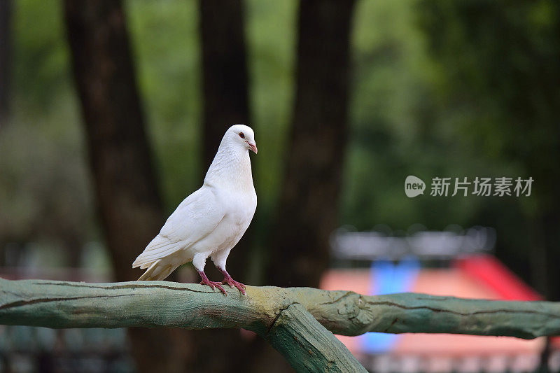 站的鸽子